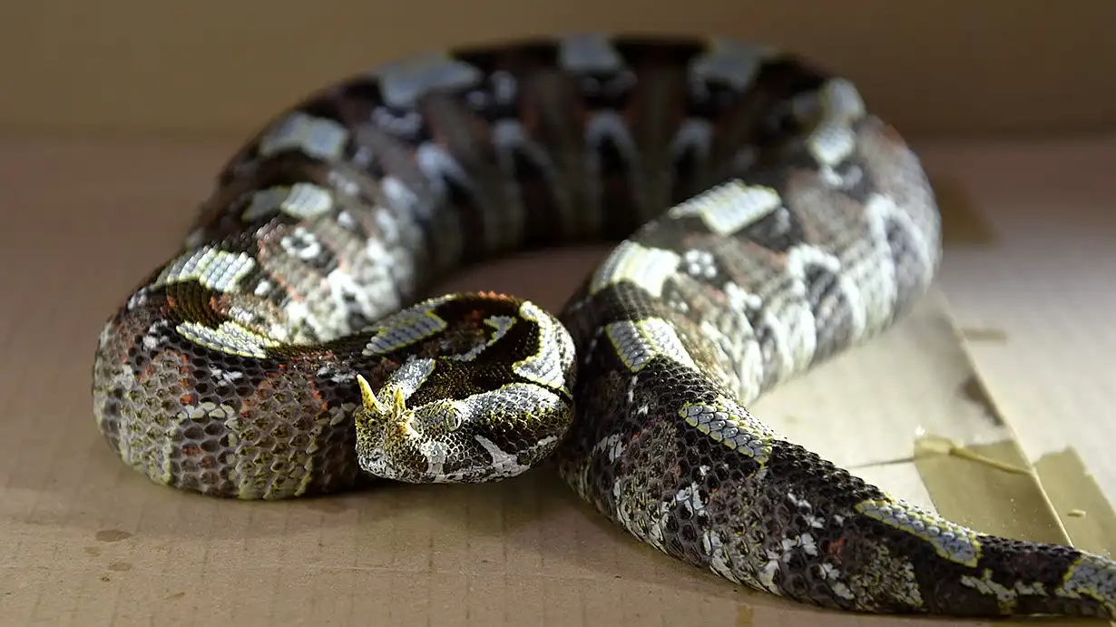 Топ-5 самых скоростных ядовитых змей планеты