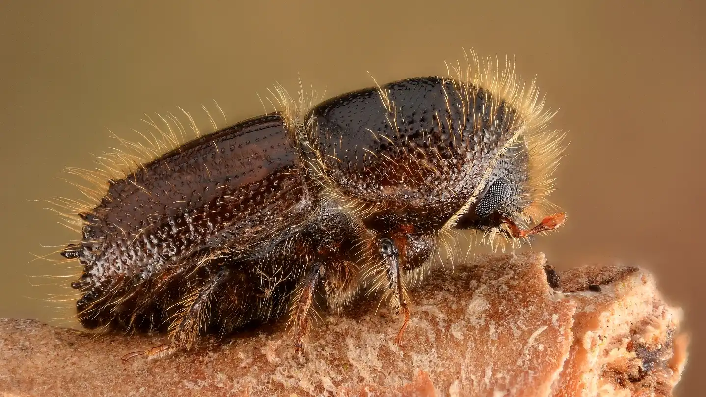 Тайная химическая война в недрах еловой коры