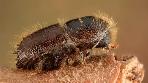 Химическая война в еловых стволах