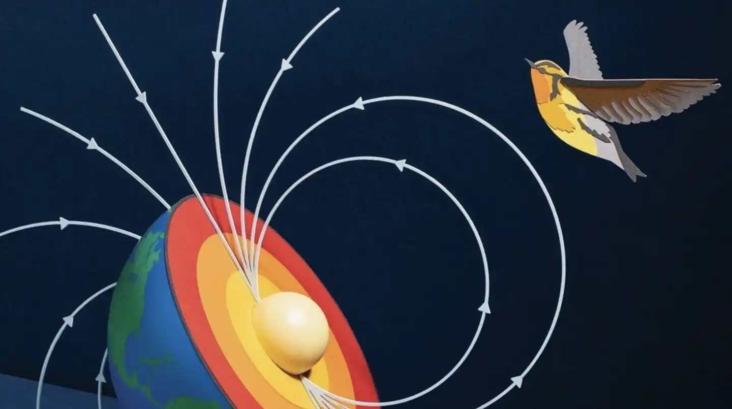 Внутренний компас птиц: загадочный орган найден в ухе