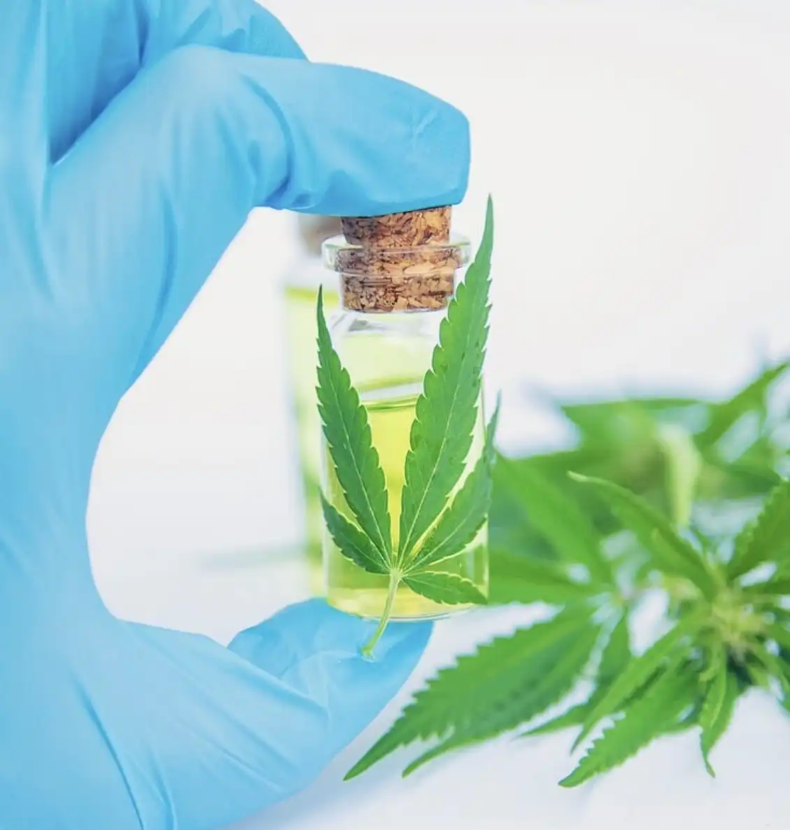 Каннабис в медицине: разрыв между верой и наукой