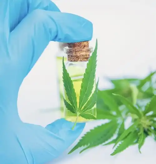 Каннабис: реальная польза и риски