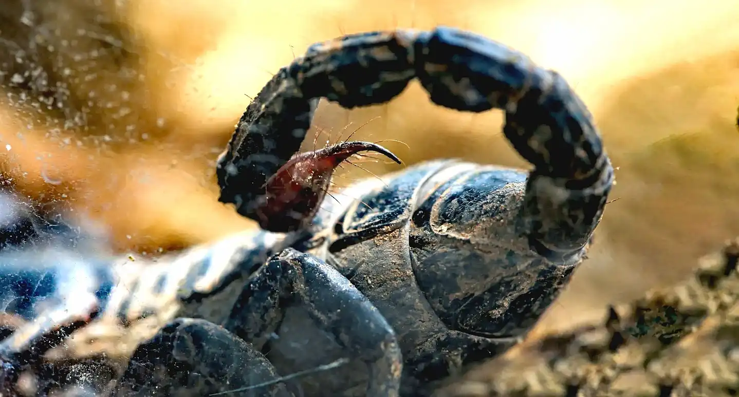 Яд амазонского скорпиона: Неожиданное оружие в борьбе с раком груди